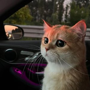 性XXXⅩ❌❌m免费
